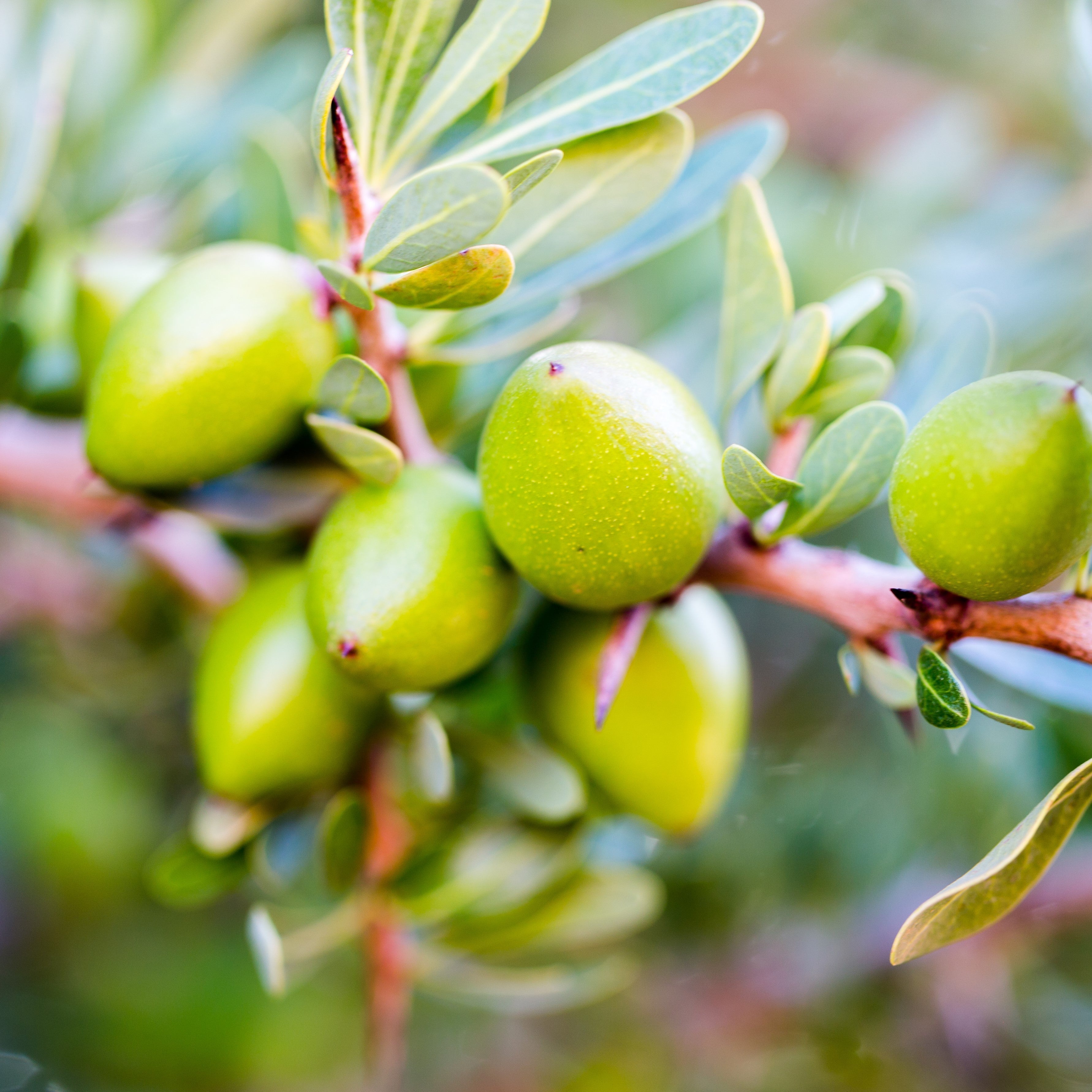 Virgin Organic Argan Oil