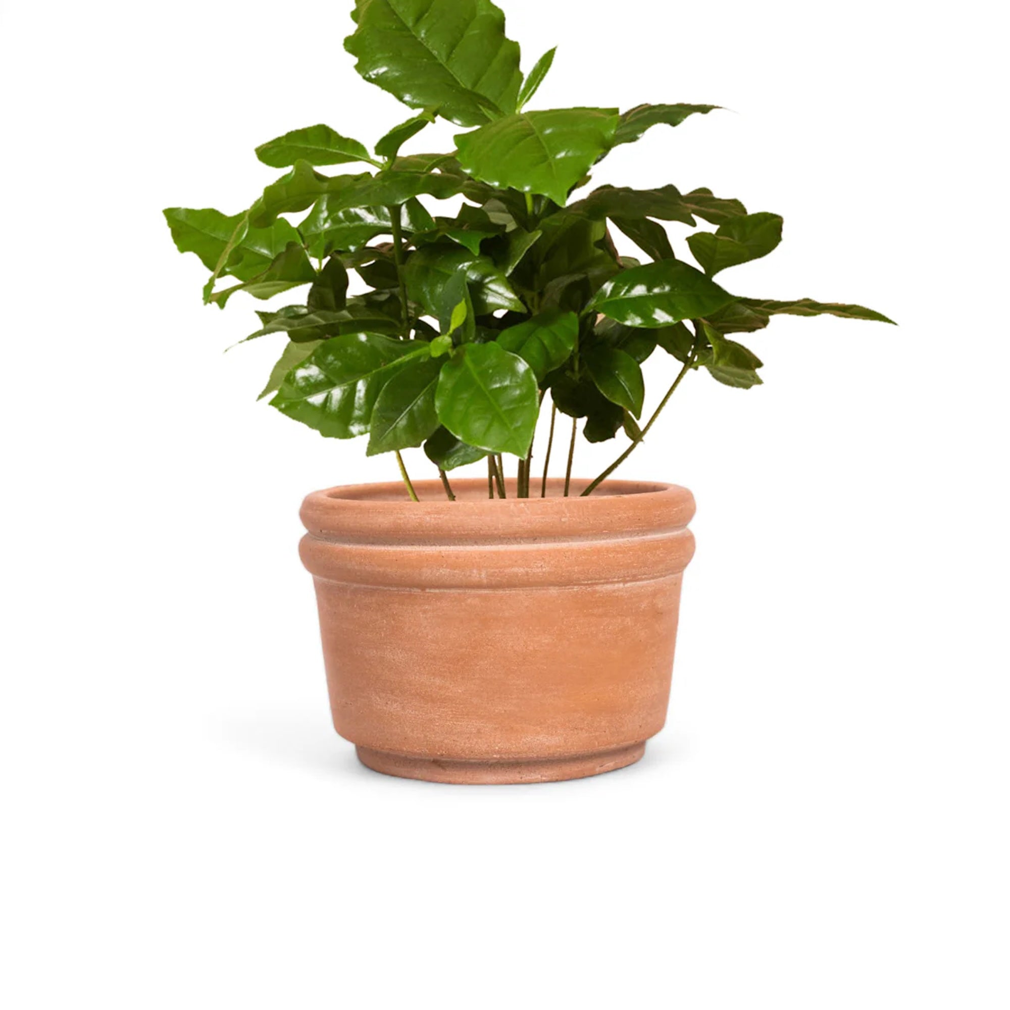 Felipe Medium Terracotta Planter 4