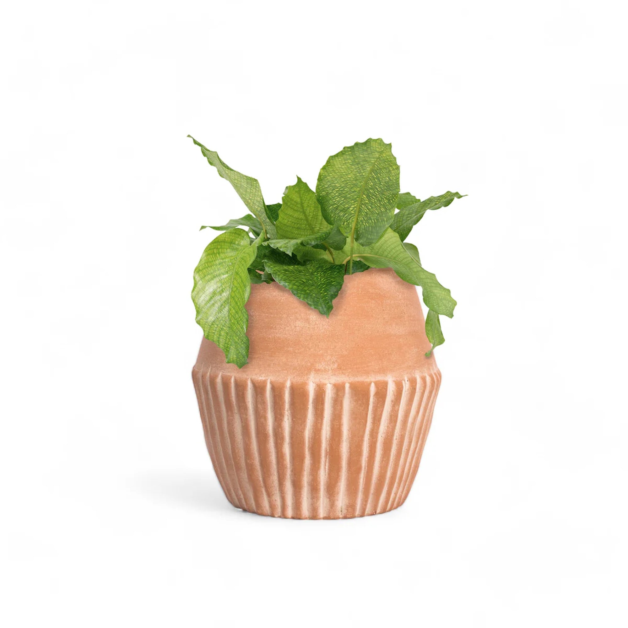 Valentina Planter 4